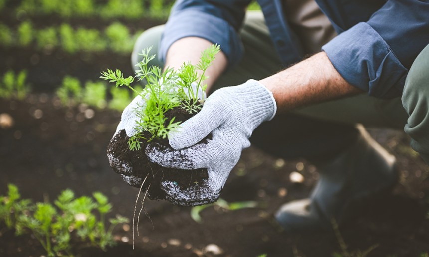 Gardening